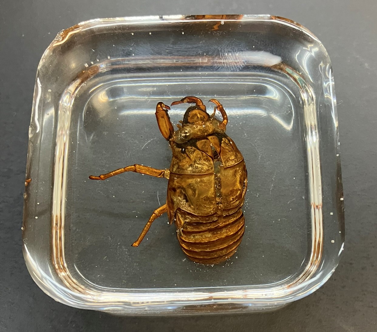 KAPエキスポ準備中（野生生物ゼミ）