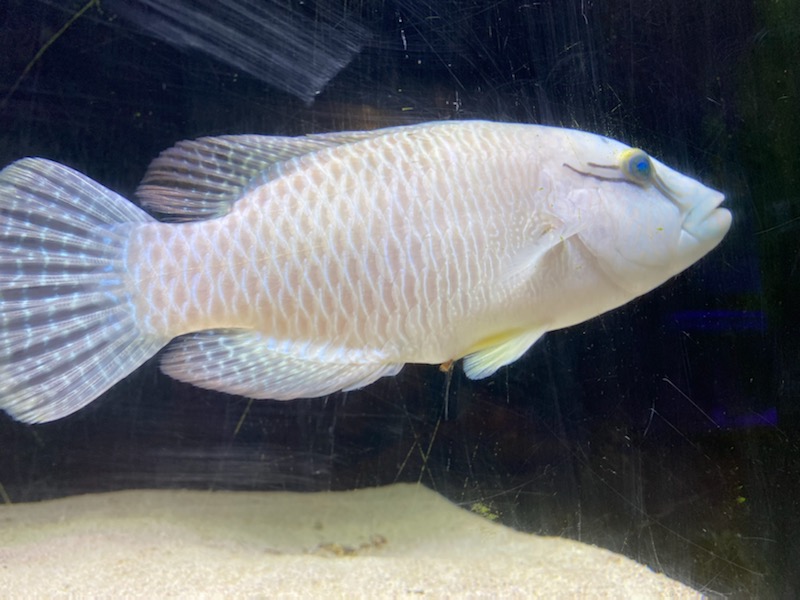 健康管理って大事だよね【ナポレオンフィッシュから結石？！うそん】