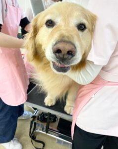 モデル犬だよ！！！OCも行っております。