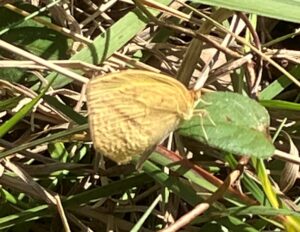 秋の六アイの昆虫たち