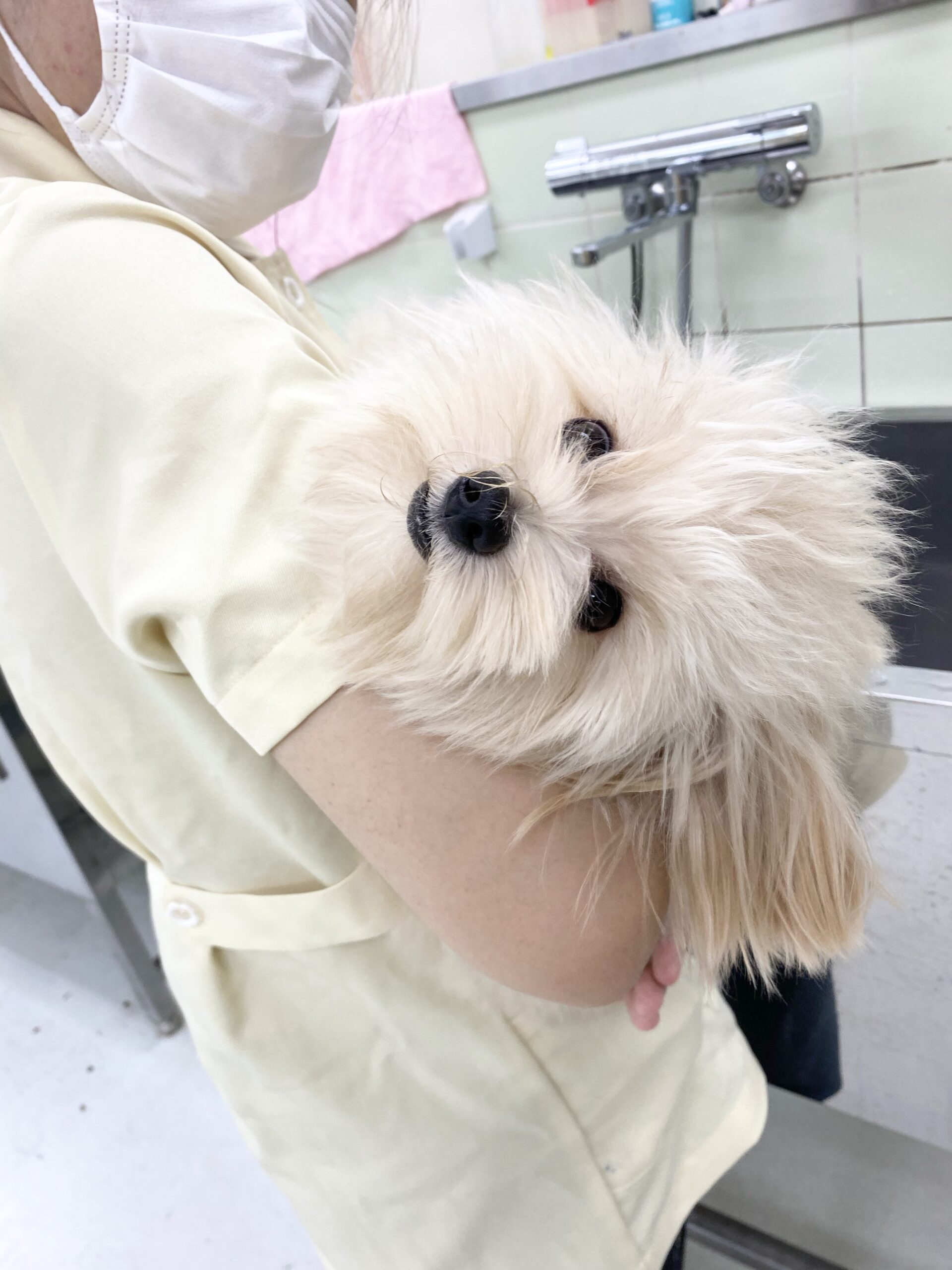 モデル犬のご紹介をします♪