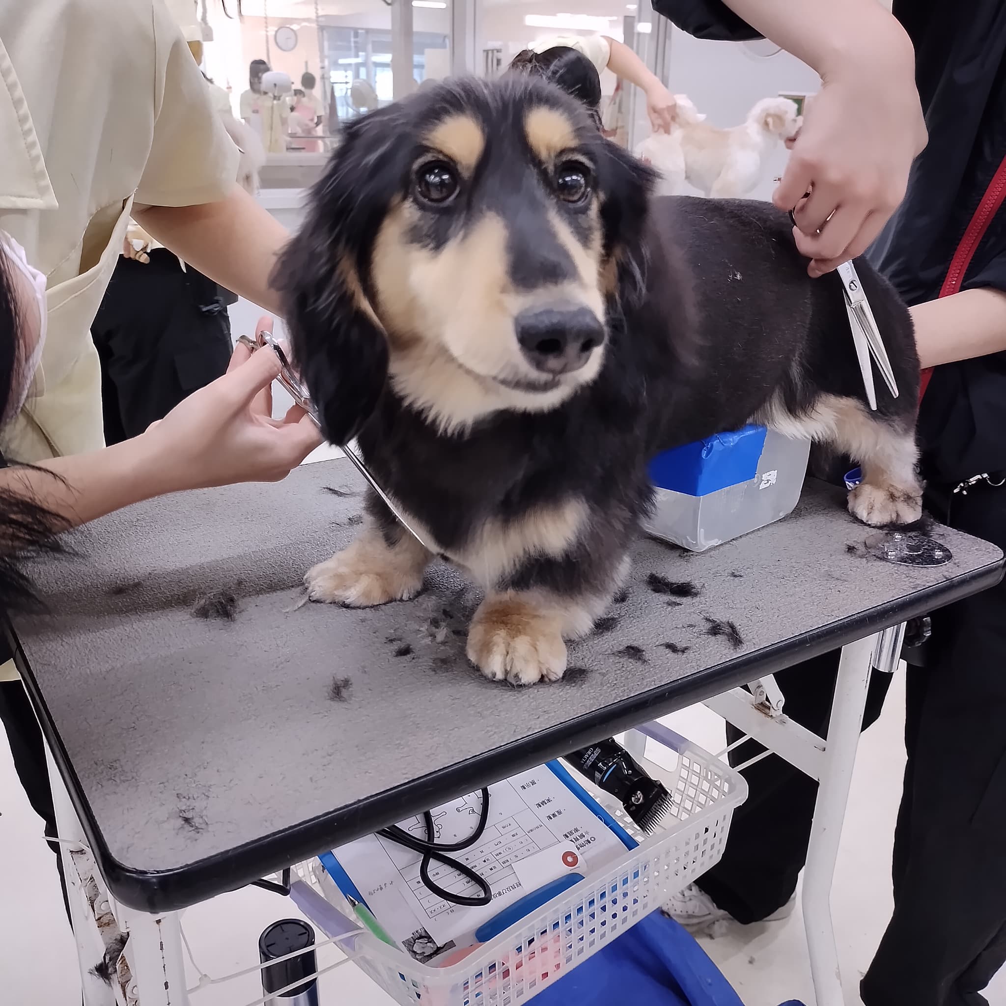 モデル犬紹介とKAPエキスポ、ハロウィンイベントもありますよ