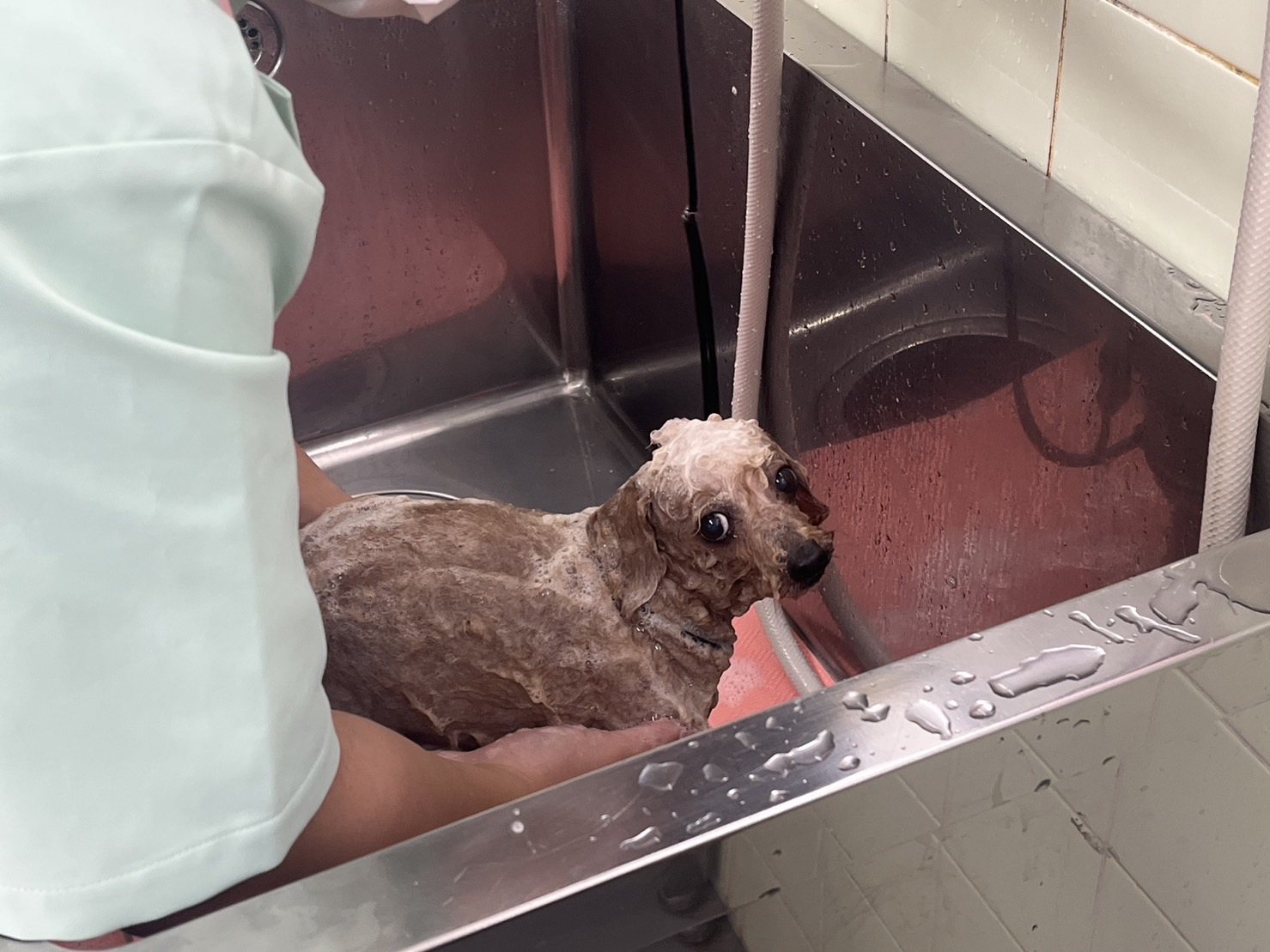 ワンちゃんのトリミング実習！