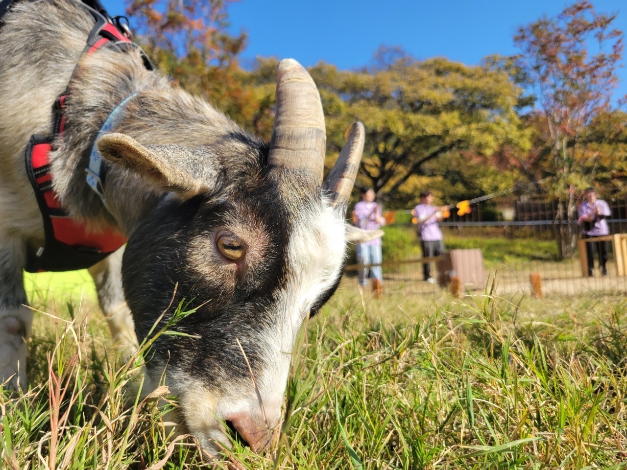 11/5　秋の六アイ動物展示について