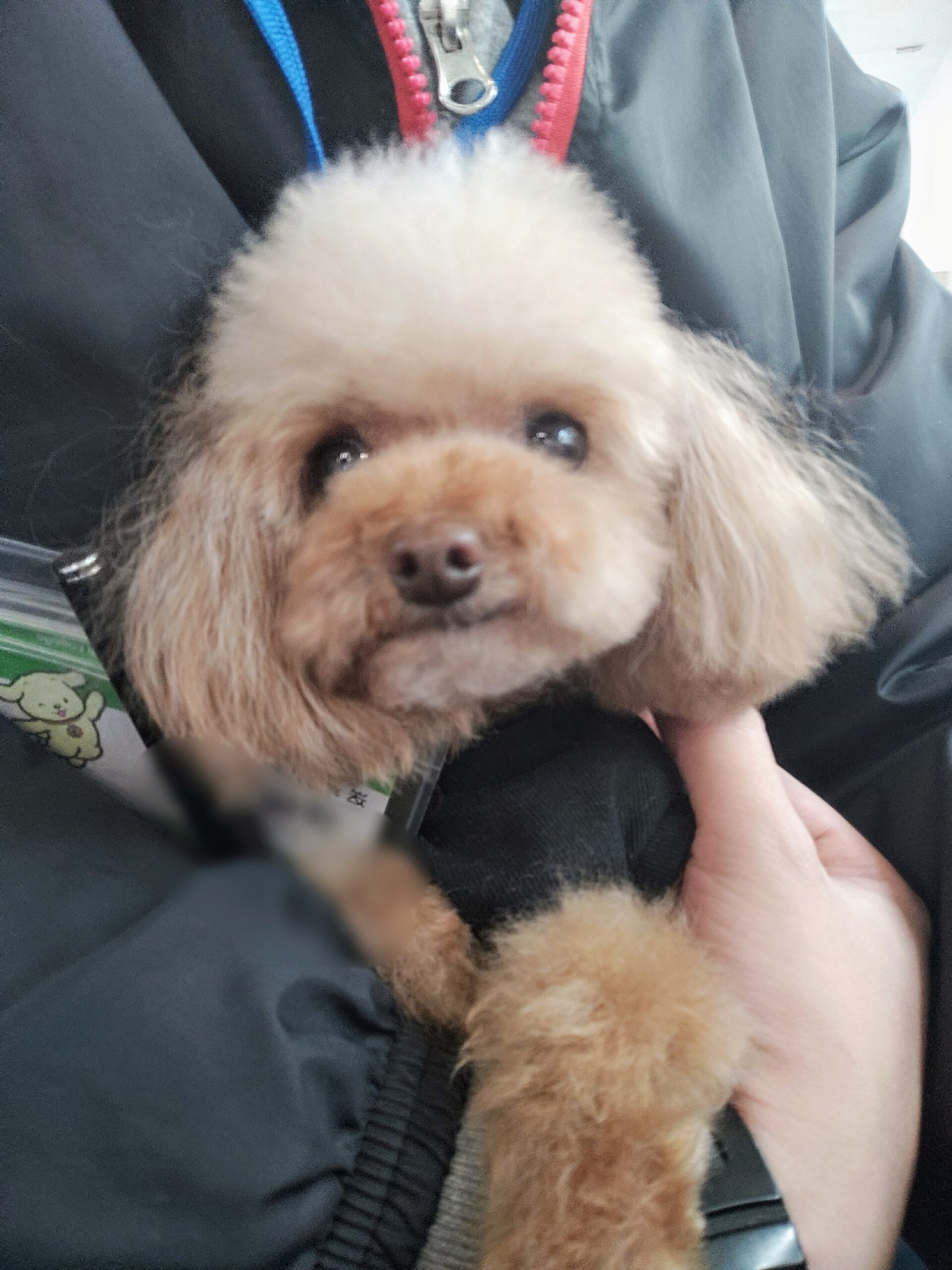 節分～鬼は外！福は内！～