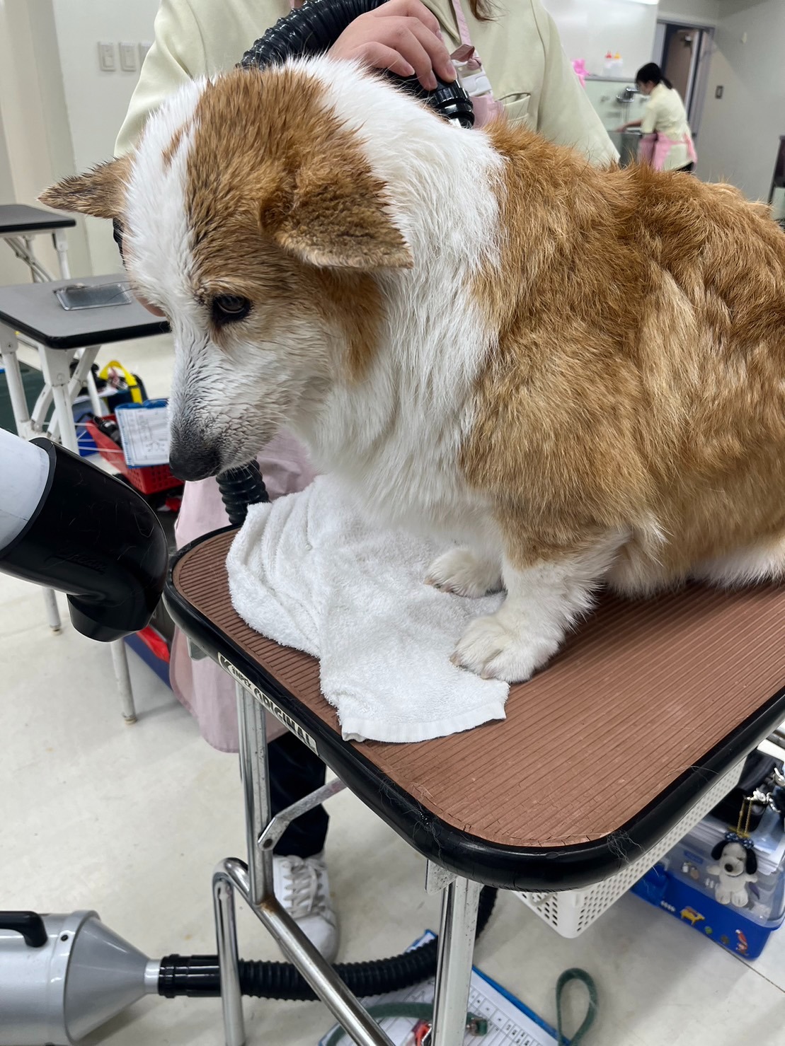 トリミング実習のワンちゃん紹介！