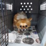 🎍新年明けましておめでとうございます🎍