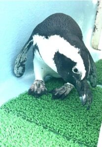 4/25は　　世界ペンギンの日！