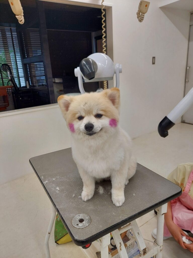 4/8（月）からモデル犬実習授業開始でーす。