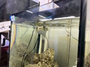 おさかなにご飯のお時間です🐟