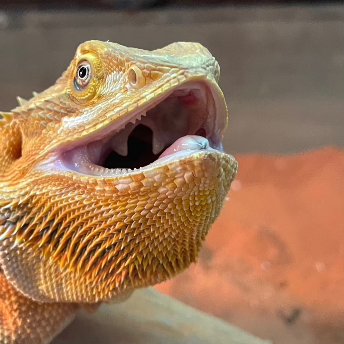 じめん・ドラゴンタイプのあいつ