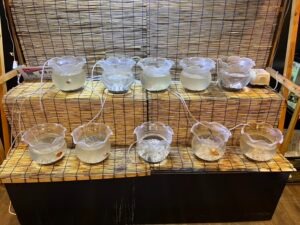 🐟金魚鉢のお水換え🐟