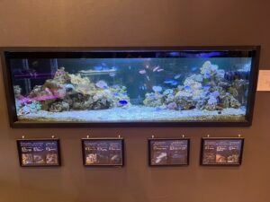 本校の中水槽がパワーアップ🐟