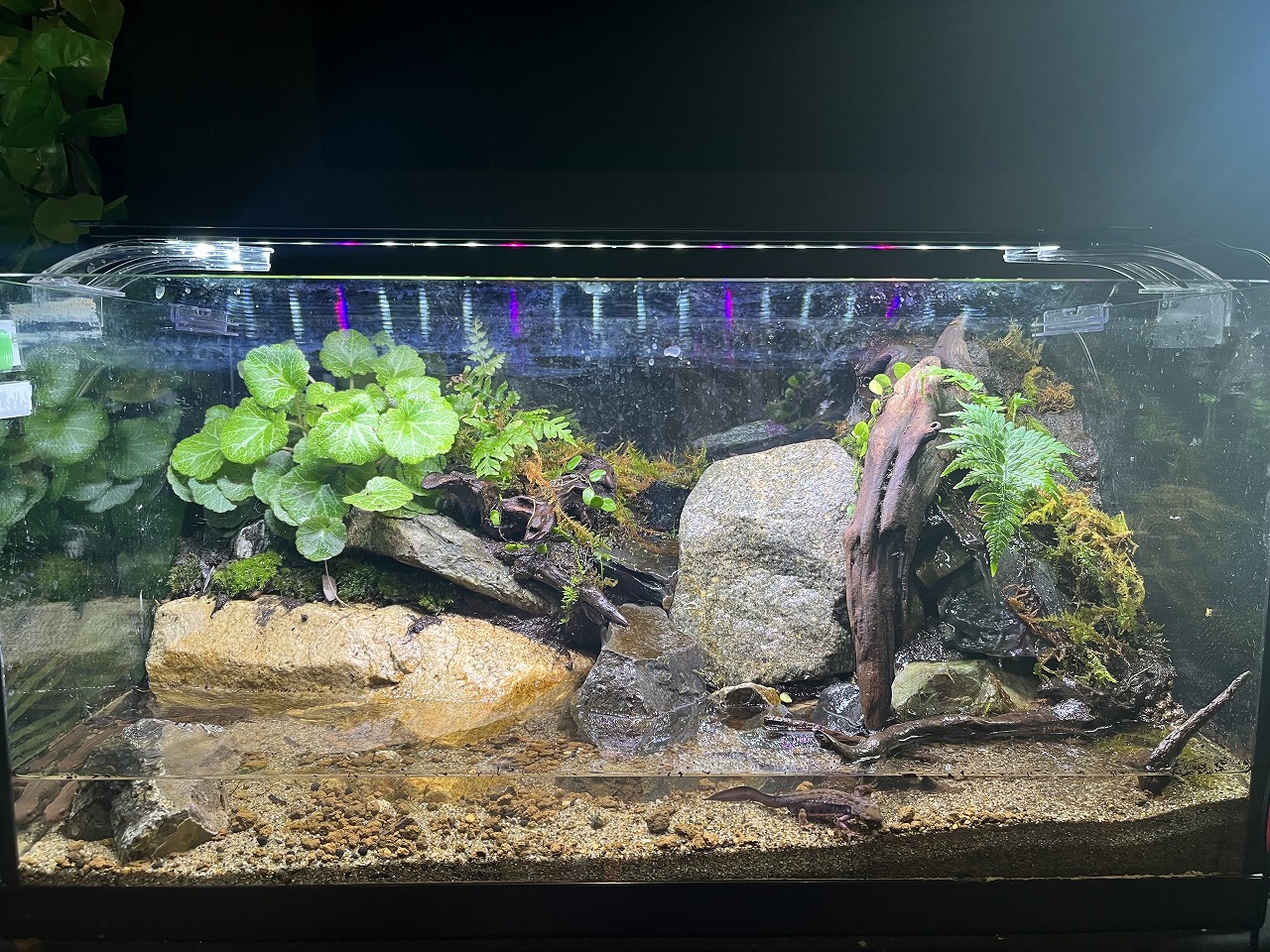 🐟地下の水槽からこんにちは！🐟