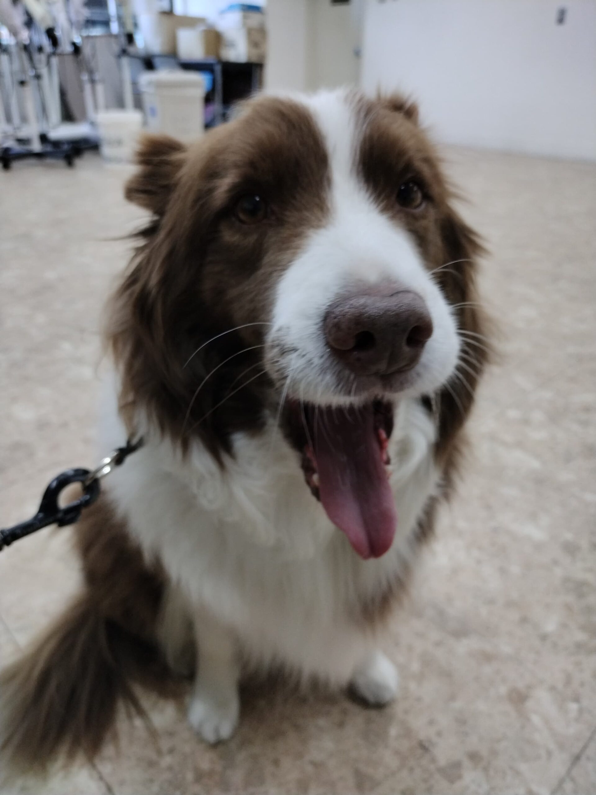 大型、中型犬がきてくれました