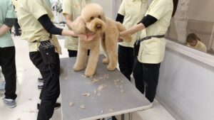 本日のトリミング実習の様子です