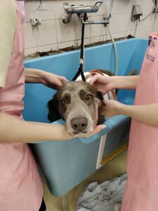 モデル犬実習最終日