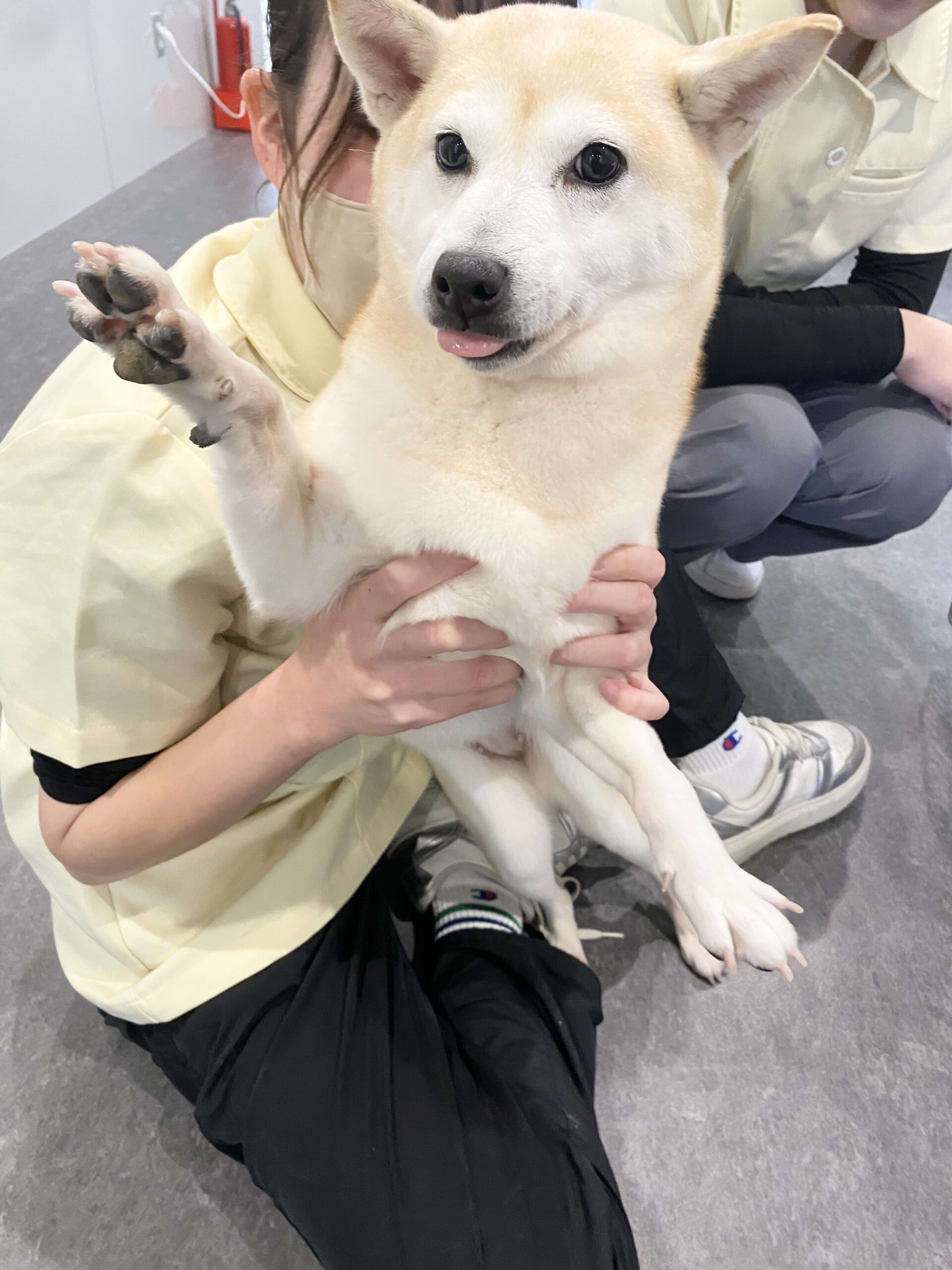 今年度の実習も残りわずか🐶