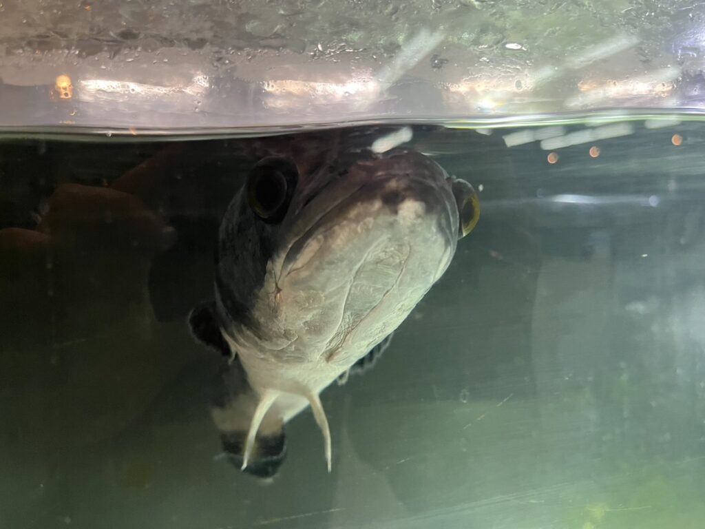 🐟地下の水槽からこんにちは🐟