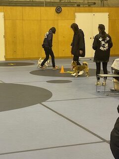 犬と資格試験に挑戦🐶★
