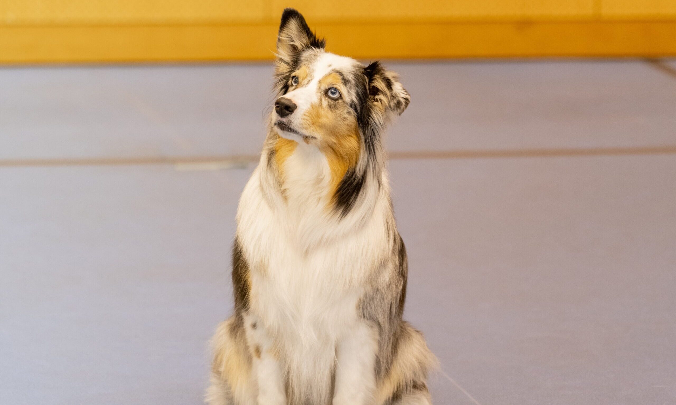 オーストラリアン・シェパード