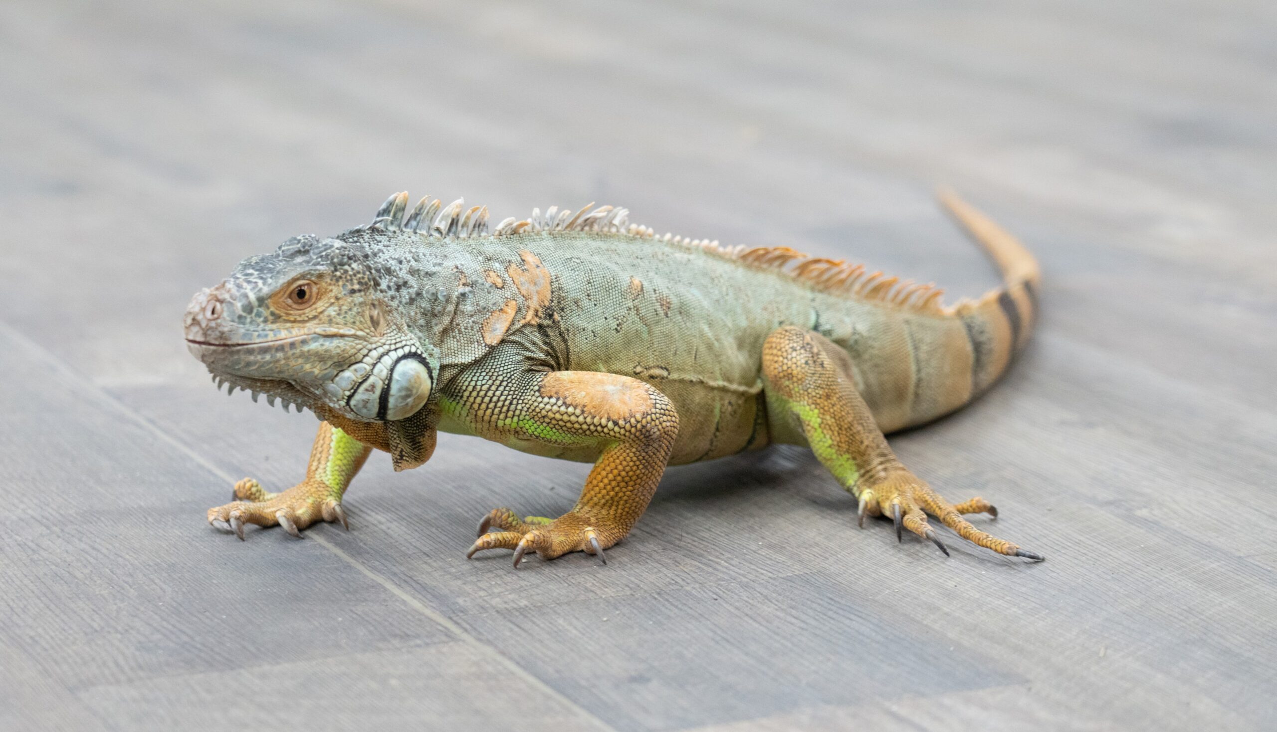 グリーンイグアナ