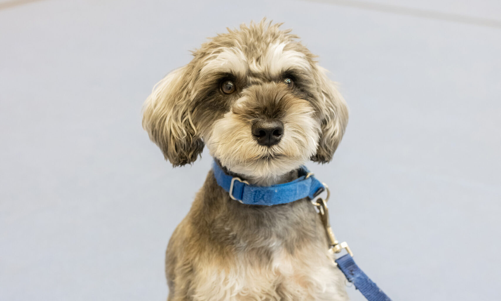 ミニチュア・シュナウザー