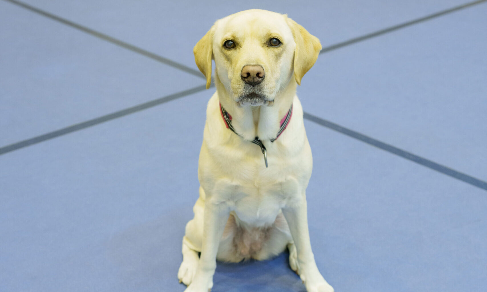 ラブラドール・レトリーバー