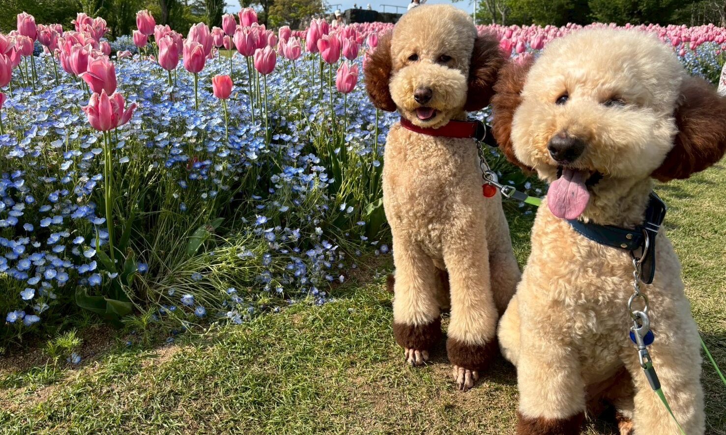 スタンダード・プードル