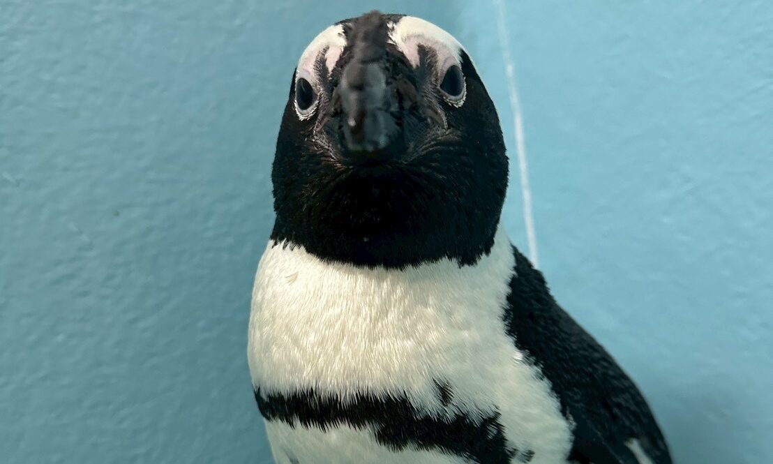 ケープペンギン