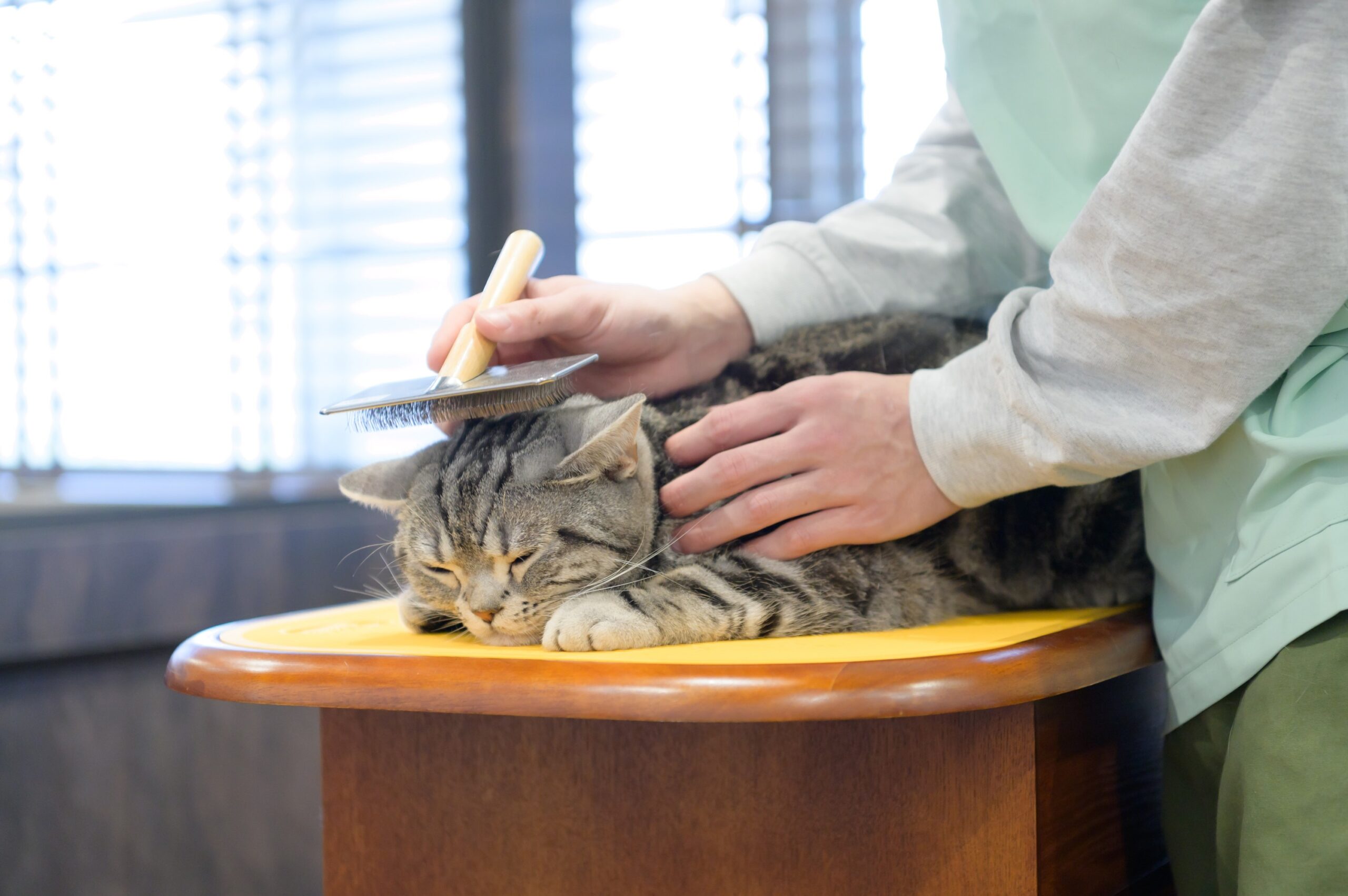 ネコ（アメリカン・ショートヘア）