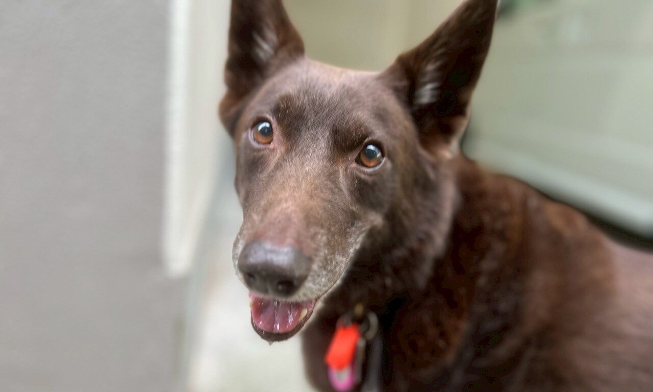 オーストラリアン・ケルピー