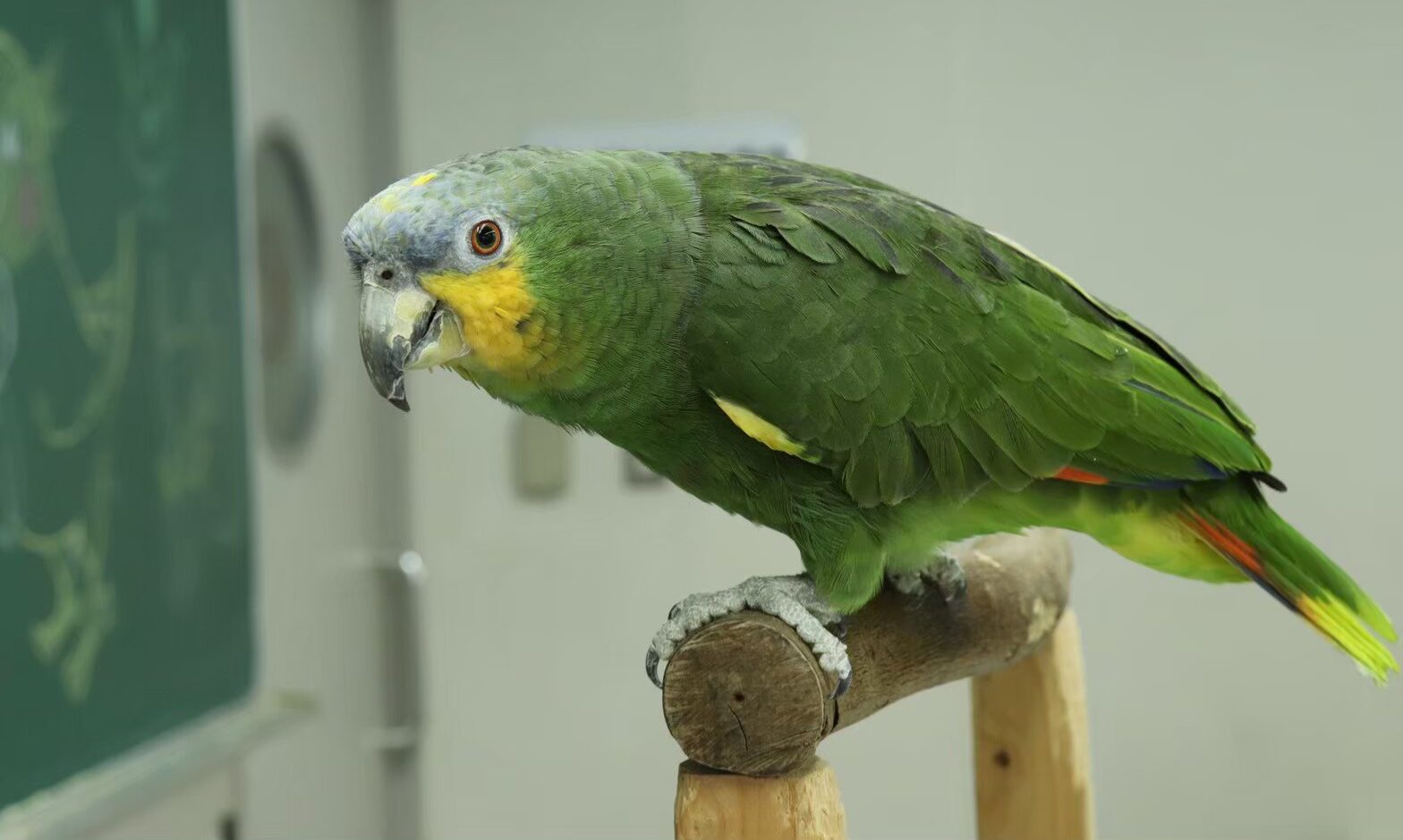 キソデボウシインコ