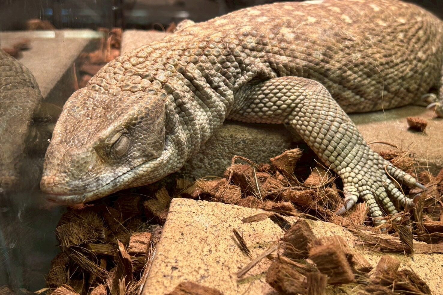 サバンナモニター