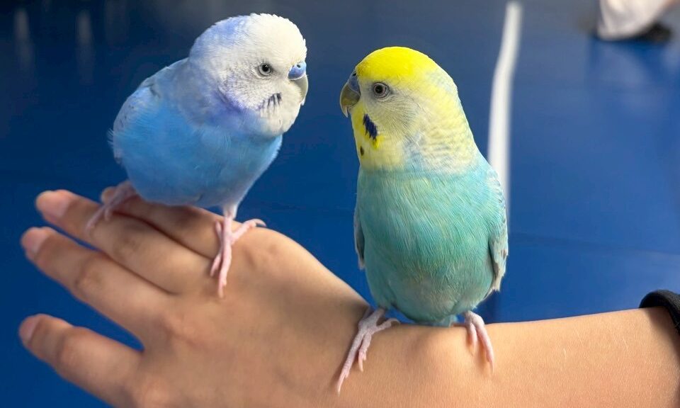 セキセイインコ