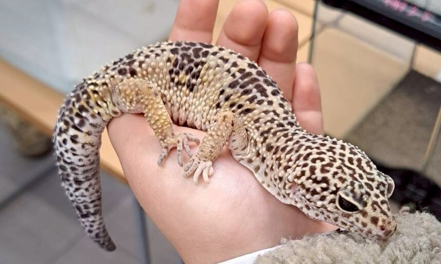 ヒョウモントカゲモドキ