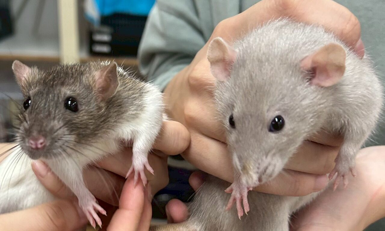 ファンシーラット