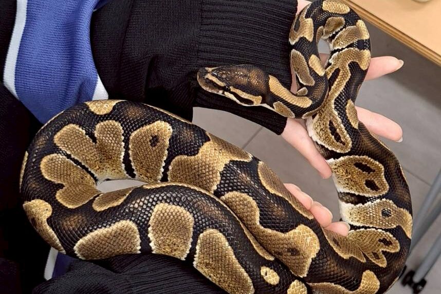 ボールパイソン