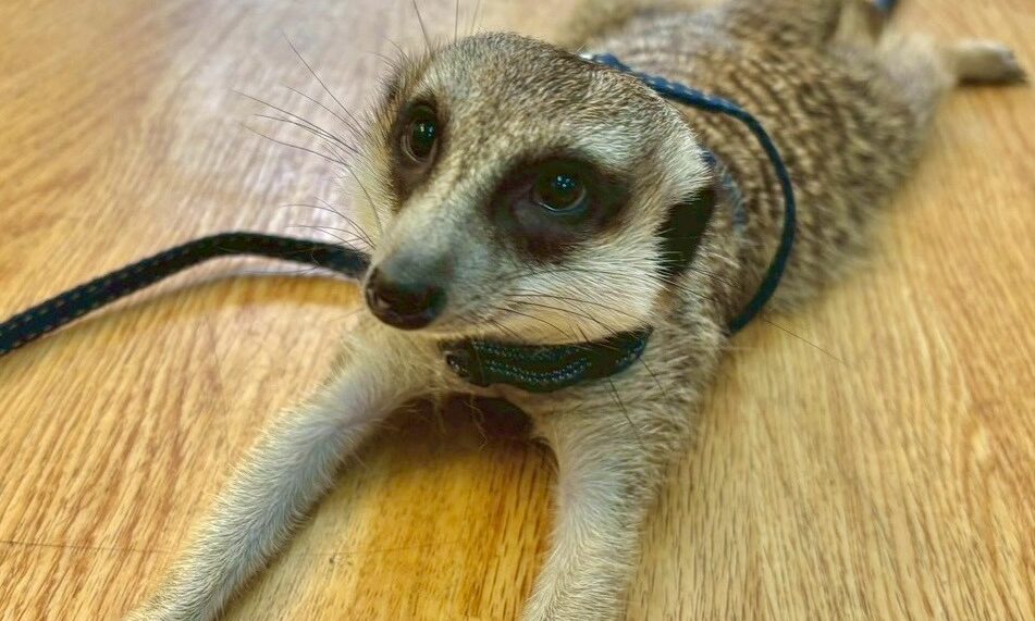 ミーアキャット