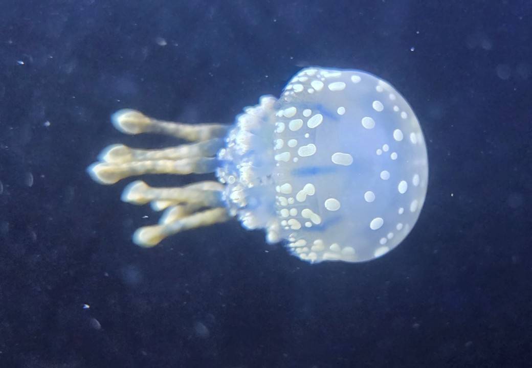 タコクラゲ