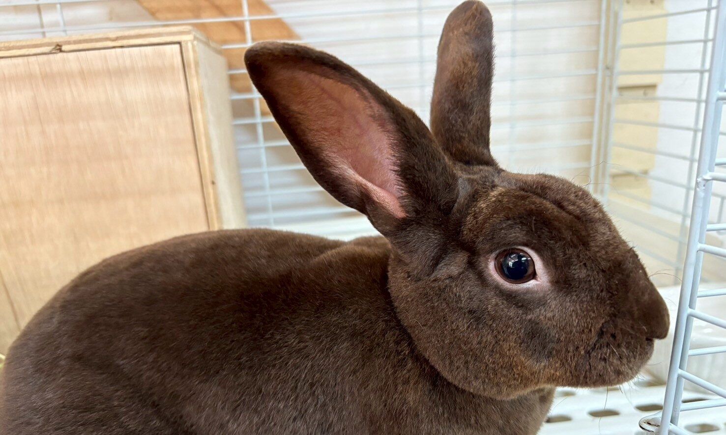 うさぎ(レッキス)