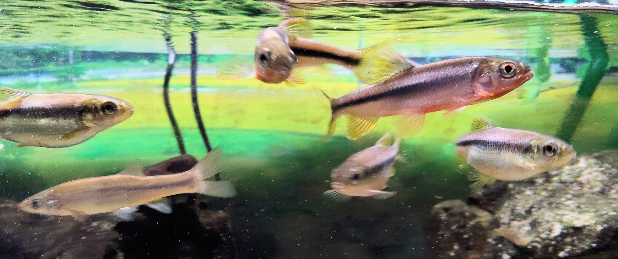 カワムツ