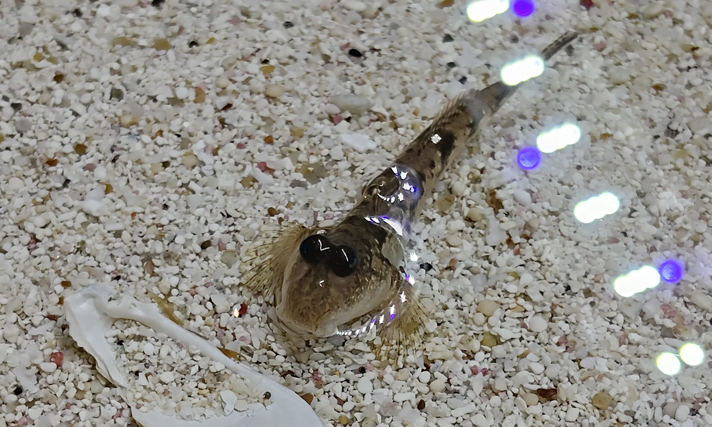 トビハゼ