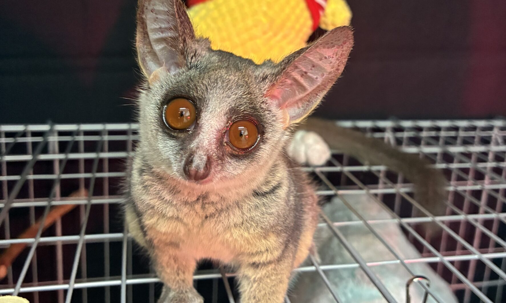 ショウガラゴ